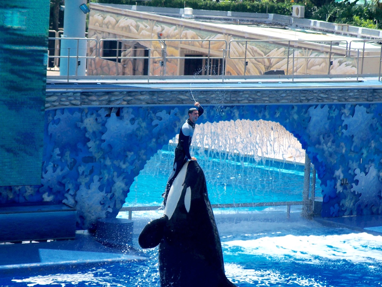 A common image for decades when trainers interacted in the pools with the killer whales at Sea World. Photo by J. Jeff Kober